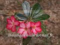QAWWALI NAAT SHARIF1 by SHUAIB AFTAB QAWWAL QAWWALI NAAT SHARIF1 by SHUAIB AFTAB QAWWAL