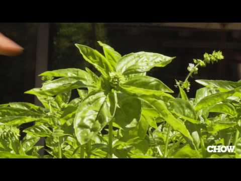 how to harvest basil so it keeps growing