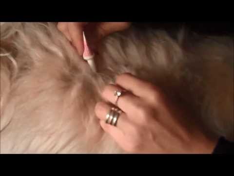 how to apply advantage to cats