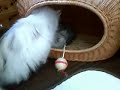 特ダネ♡♥ララちゃんが身を持って子猫ちゃんに鍋躾♡♥