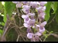 Loreena McKennit Wiccan Dance