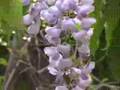 Loreena McKennit Wiccan Dance