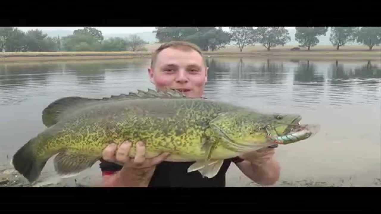 Murray Cod Surface Fishing - Balista LED Hunchback