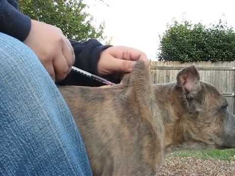 how to administer kennel-jec 2