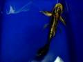 PREMIUM BUTTERFLY KOI FISH - SHOW POND