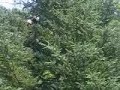 Indiana Rocky: Paratrooper