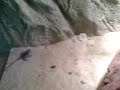 Baby Beardy eating crickets Baby Beardy eating crickets