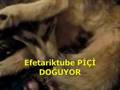 Efetariktube Senin anani siktim