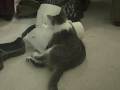 videos de Lola vs the paper towel roll