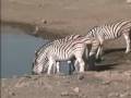 Namibia Africa Etosha National Park Jim Rogers