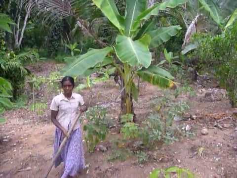how to eliminate cyanide from cassava