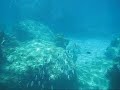 Swimming with the Fish