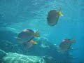 Swimming with the Fish