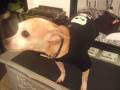 videos de chiens.wmv