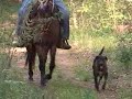Bay Roan Quarter Horse Well broke Bay Roan Quarter Horse Well broke