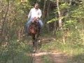 Bay Roan Quarter Horse  Well broke