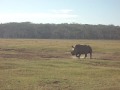 claude on a game drive 075.AVI