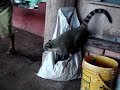 quati domesticado em fernão/sp