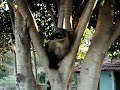 quati domesticado em fernão/sp