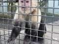 Monkey Freaks Out While Feeding!