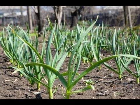 how to fertilize garlic in the spring