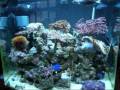 videos de 24g nano cube saltwater aquarium
