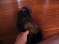 Shih-tzu - My Little Princess Shih-tzu - My Little Princess
