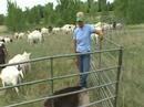 Goat Weed Mitigation