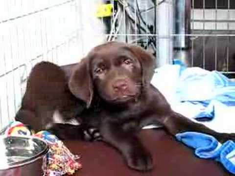 Labrador puppy James