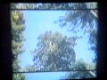 Hanson- TTMON- Redwoods Hanson- TTMON- Redwoods