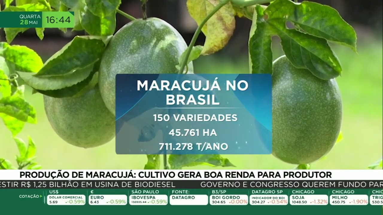 Produção de maracujá: cultivo dera boa renda para produtor