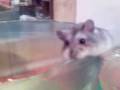videos de ringo se escapa