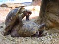 turtle-coitus.html