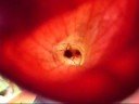 sarracenia cattesbaei con un insetto sarracenia cattesbaei con un insetto