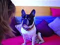 Ross, bouledogue fran�ais