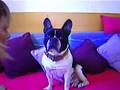 Ross, bouledogue français
