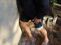 Ruptured Achilles Tendon flexibility test Achilles tendon rupture