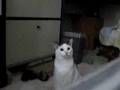 My hungry noisy cat in the morning