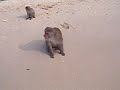 Feeding Monkeys