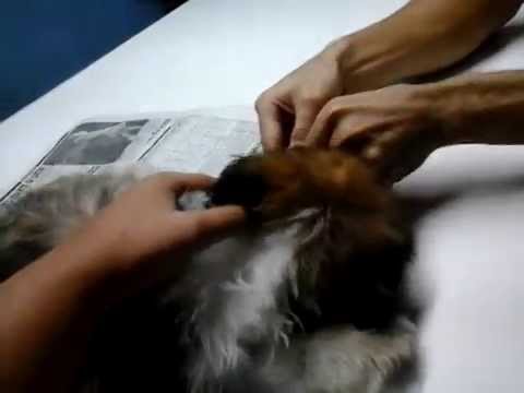 how to cure parvovirus in shih tzu