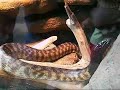 Black-headed Python