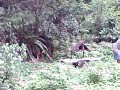 São Paulo Verde: Parque da Aclimação