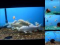 Fish World and Pet Shop Video for the X-mas Float