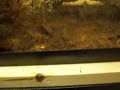Jumping Salamander Larvae2 Jumping Salamander Larvae2