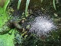 Fruit Fly Frog Feeding Frenzy Fruit Fly Frog Feeding Frenzy