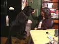 shadow the newfie, to big for the chair