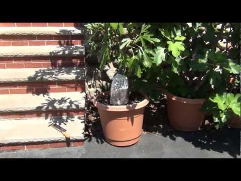 how to transplant bittersweet vine