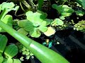 bettas-apareandose-de-fco-oneto-a.html