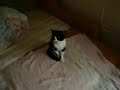 眠りネコ動画