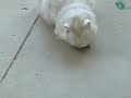 cat nip cats cat nip cats